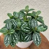Aluminum Plant Pilea - 3.5 Inch Pot - Terrarium Fairy Garden Plant