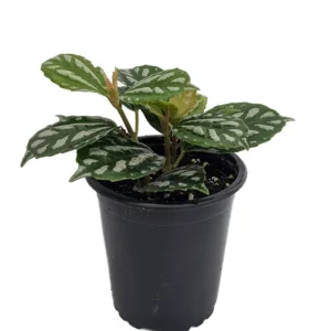 Aluminum Plant Pilea - 3.5 Inch Pot - Terrarium Fairy Garden Plant
