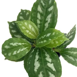 Aluminum Plant Pilea - 3.5 Inch Pot - Terrarium Fairy Garden Plant