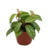 Aluminum Plant Pilea cadierei - Showy Houseplant - 2.5 Inch Pot - Foliage Plant