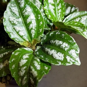 Aluminum Plant Pilea cadierei - Showy Houseplant - 2.5 Inch Pot - Foliage Plant
