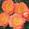 Amber (Orange) Rose Tree Live Plants Miniature Blooming Shrub for Containers Gardens