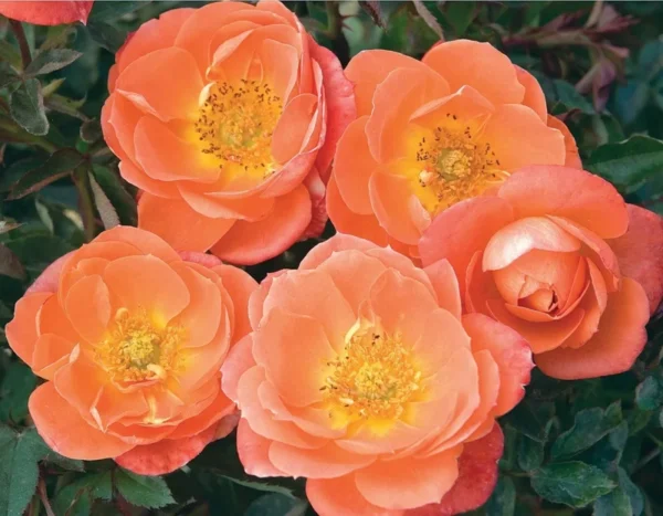 Amber (Orange) Rose Tree Live Plants Miniature Blooming Shrub for Containers Gardens