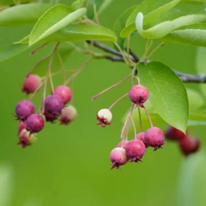 Amelanchier Arborea Plant - Downy Serviceberry Tree - 1 Gallon Pot