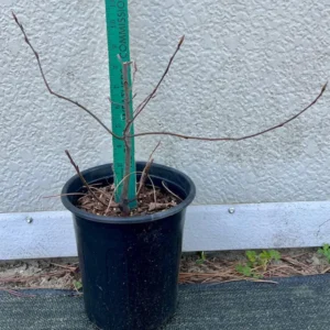 Amelanchier Arborea Plant - Downy Serviceberry Tree - 1 Gallon Pot