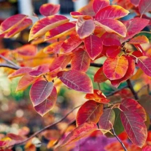 Amelanchier Arborea Plant - Downy Serviceberry Tree - 1 Gallon Pot