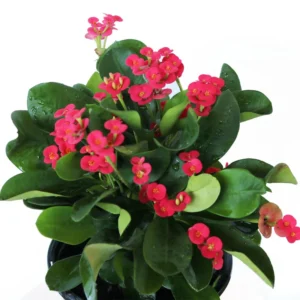 American Beauty Crown of Thorns Plant - Euphorbia millii - 4