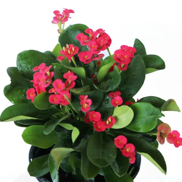 American Beauty Crown of Thorns Plant - Euphorbia millii - 4" Pot - Easy Houseplant