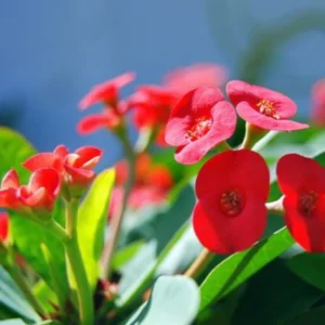 American Beauty Crown of Thorns Plant - Euphorbia millii - 4