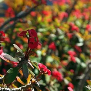 American Beauty Crown of Thorns Plant - Euphorbia millii - 4