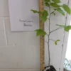 American Beech Plant Fagus grandifolia - 6-12 Inch Quart Pot Shade Tree