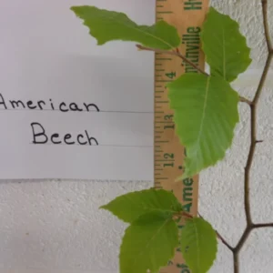 American Beech Plant Fagus grandifolia - 6-12 Inch Quart Pot Shade Tree