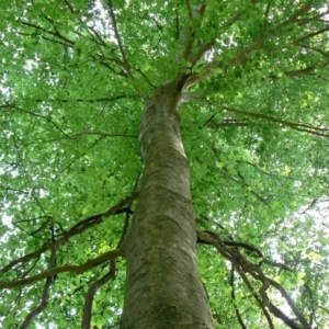 American Beech Plant Fagus grandifolia - 6-12 Inch Quart Pot Shade Tree