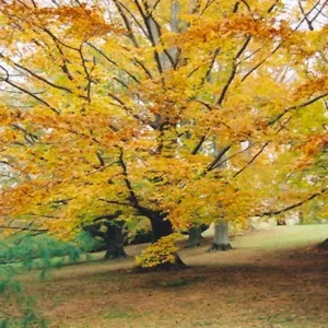 American Beech Plant Fagus grandifolia - 6-12 Inch Quart Pot Shade Tree