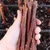 American Elderberry Cuttings - 20 Organic Sambucus Nigra Unrooted Fruiting Shrub Large Berry Clusters