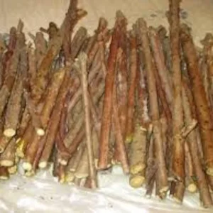 American Elderberry Cuttings Organic Sambucus Nigra Live Unrooted Fruiting Shrub Large Berry Clusters