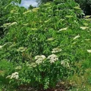 American Elderberry Cuttings Organic Sambucus Nigra Live Unrooted Fruiting Shrub Large Berry Clusters