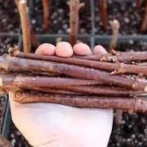 American Elderberry Cuttings Organic Sambucus Nigra Live Unrooted Fruiting Shrub Large Berry Clusters