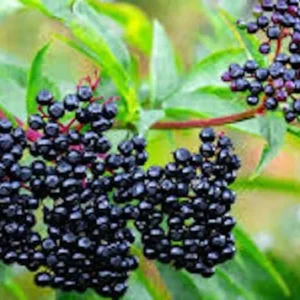 American Elderberry Plant - 5 Organic Black Live Bushes Fully Rooted
