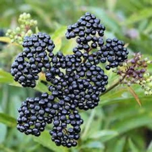 American Elderberry Plant - 5 Organic Black Live Bushes Fully Rooted