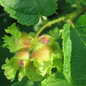 American Hazelnut Plant - Corylus Americana - Gallon Pot - Native Shrub