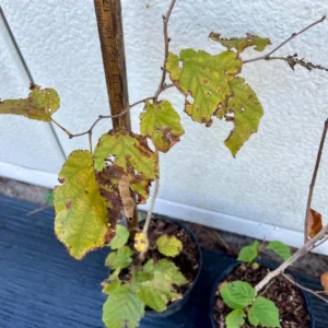 American Hazelnut Plant - Corylus Americana - Gallon Pot - Native Shrub