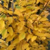 American Hornbeam Tree Carpinus Caroliniana Plant - 6-12 Inch Quart Pot