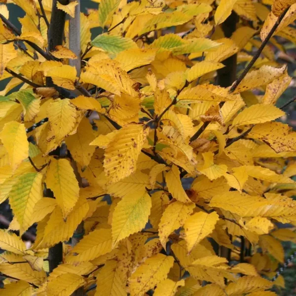 American Hornbeam Tree Carpinus Caroliniana Plant - 6-12 Inch Quart Pot
