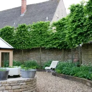 American Hornbeam Tree Carpinus Caroliniana Plant - 6-12 Inch Quart Pot