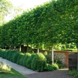 American Hornbeam Tree Carpinus Caroliniana Plant - 6-12 Inch Quart Pot