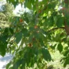 American Persimmon Tree - 6-12 Inch Tall - Quart Pot - Deciduous Shade Tree