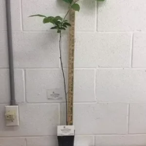 American Persimmon Tree - 6-12 Inch Tall - Quart Pot - Deciduous Shade Tree