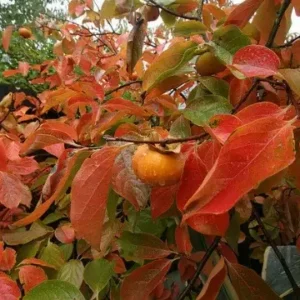 American Persimmon Tree - 6-12 Inch Tall - Quart Pot - Deciduous Shade Tree