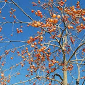 American Persimmon Tree Seeds - 20 Diospyros Virginiana Organic Native Fruit Tree