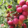 American Plum Tree Starter Plant - Red Plum Fruit Shrub - 8-12 Inch - Zones 3-8
