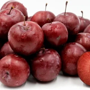 American Plum Tree Starter Plant - Red Plum Fruit Shrub - 8-12 Inch - Zones 3-8