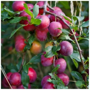 American Plum Tree Starter Plant - Red Plum Fruit Shrub - 8-12 Inch - Zones 3-8