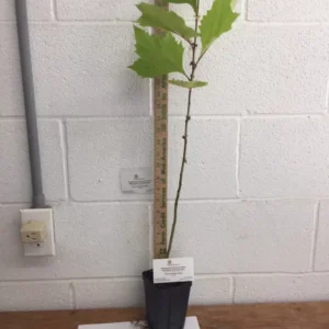 American Sycamore Plant Platanus Occidentalis - 6-12 Inch Tall Tree - Quart Pot