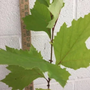 American Sycamore Plant Platanus Occidentalis - 6-12 Inch Tall Tree - Quart Pot