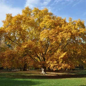 American Sycamore Plant Platanus Occidentalis - 6-12 Inch Tall Tree - Quart Pot