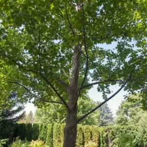 American Sycamore Plant Platanus Occidentalis - 6-12 Inch Tall Tree - Quart Pot