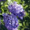 Amethyst Falls Wisteria Vine - 4" Potted Plant - Blue Flowering Vine