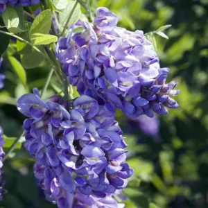 Amethyst Falls Wisteria Vine - 4