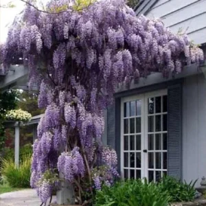 Amethyst Falls Wisteria Vine - 4" Potted Plant - Blue Flowering Vine