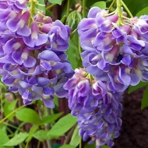 Amethyst Falls Wisteria Vine - 4