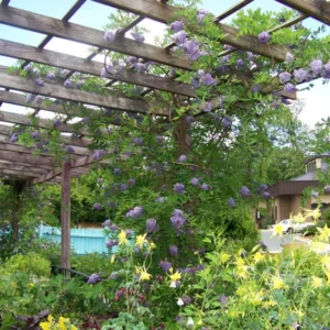Amethyst Falls Wisteria Vine - 4