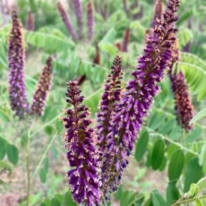 Amorpha Fruticosa False Indigo Plant Gallon Pot Size, Purple Blooms