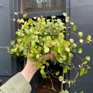 Angel Wire Vine Muehlenbeckia Complexa Live Plant - 4" Pot