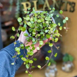 Angel Wire Vine Muehlenbeckia Complexa Live Plant - 4" Pot