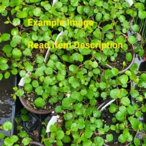 Angel Wire Vine Muehlenbeckia Complexa Live Plant - 4